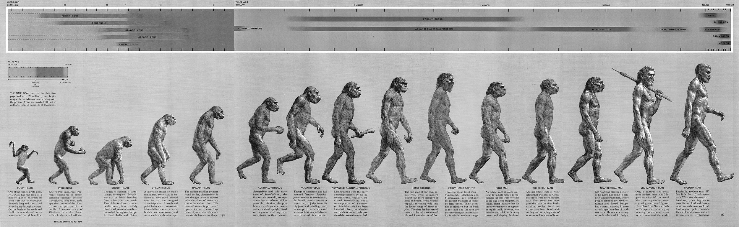 The March of Progress and the Fallacy of Progressive Evolution — On Verticality